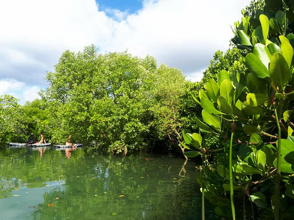 Mangrove forest paddle boarding Zanzibar